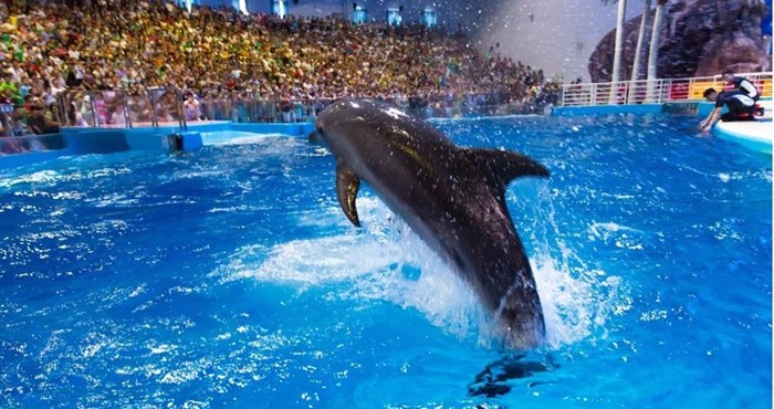 罗源海洋世界海豚表演